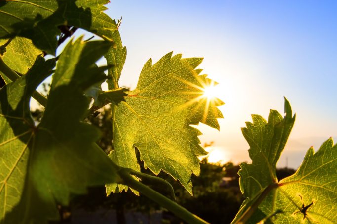 Sonnendurchflutete Weinblätter vor klarem Himmel.