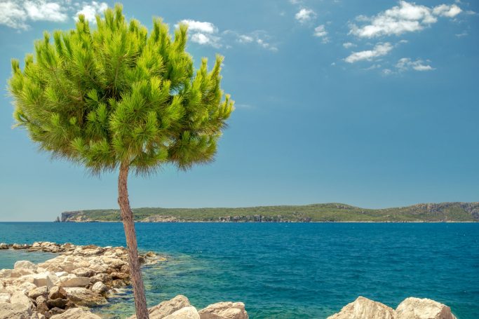 Küstliche Landschaft mit einem Baum, Felsen und klarem blauen Wasser unter klarem Himmel.